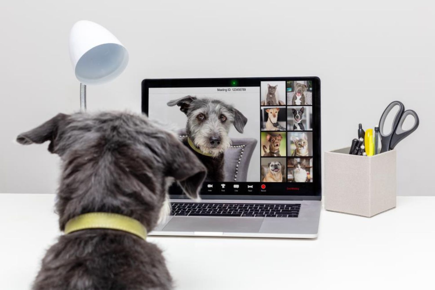dog looking at its photo on PC