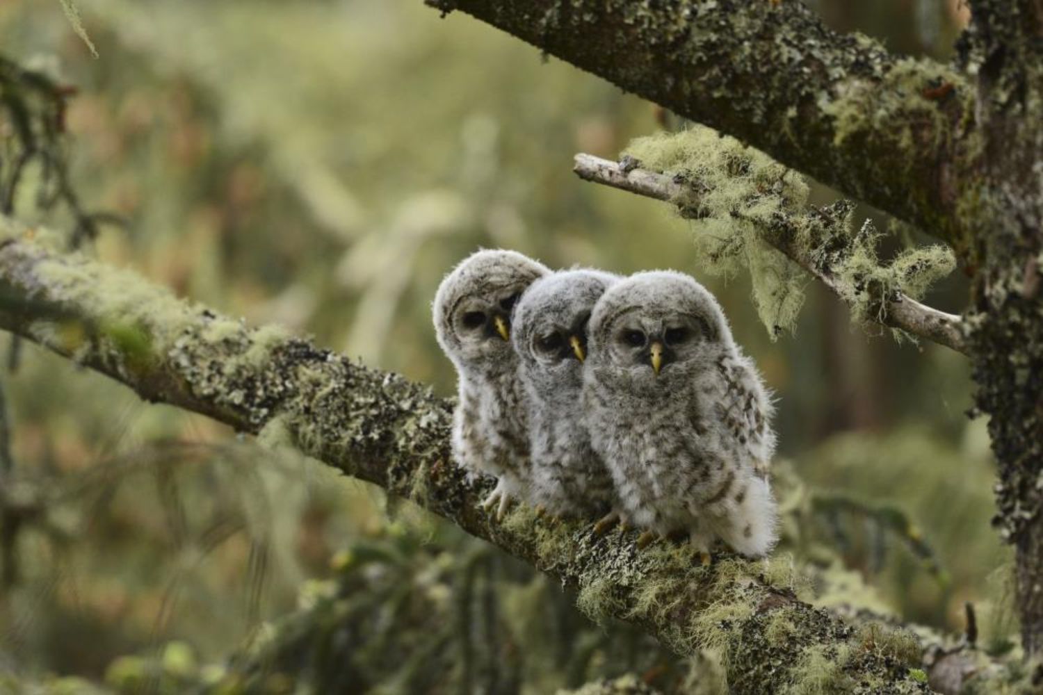three baby owls sitting on the branch