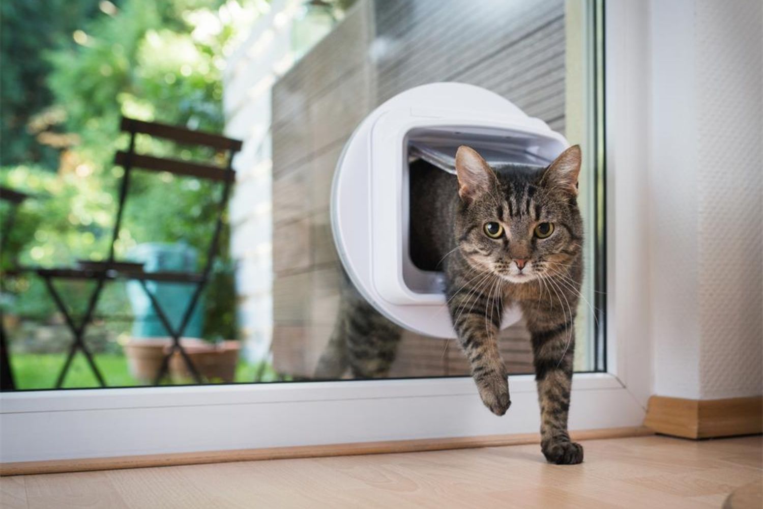 cat walking through a door hole