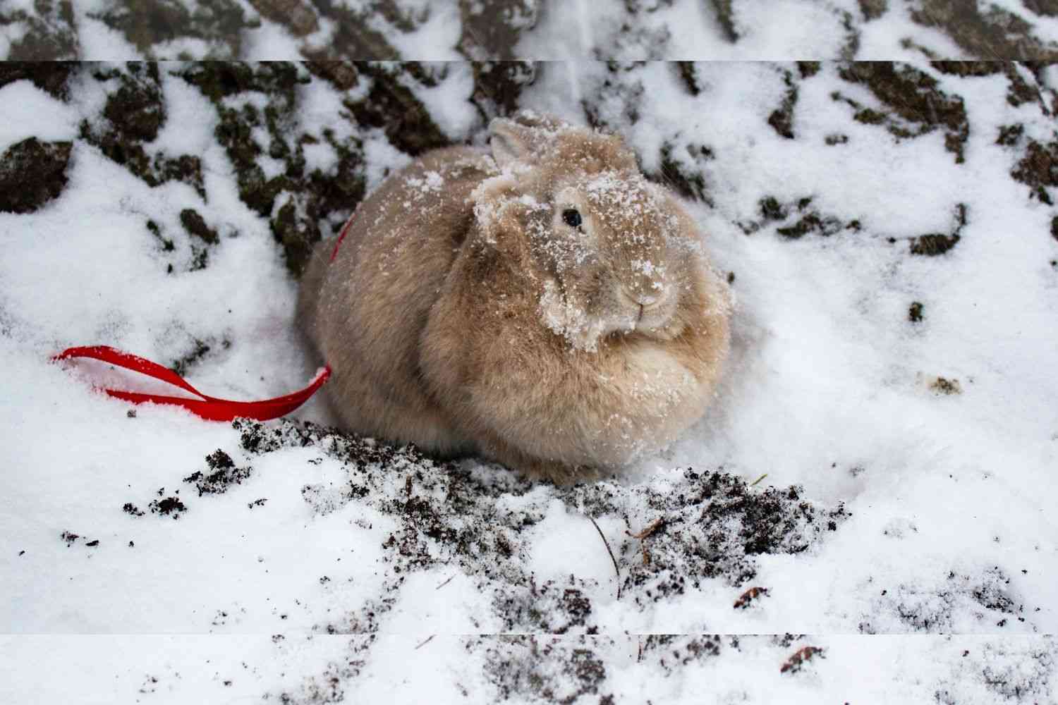 A rabbit