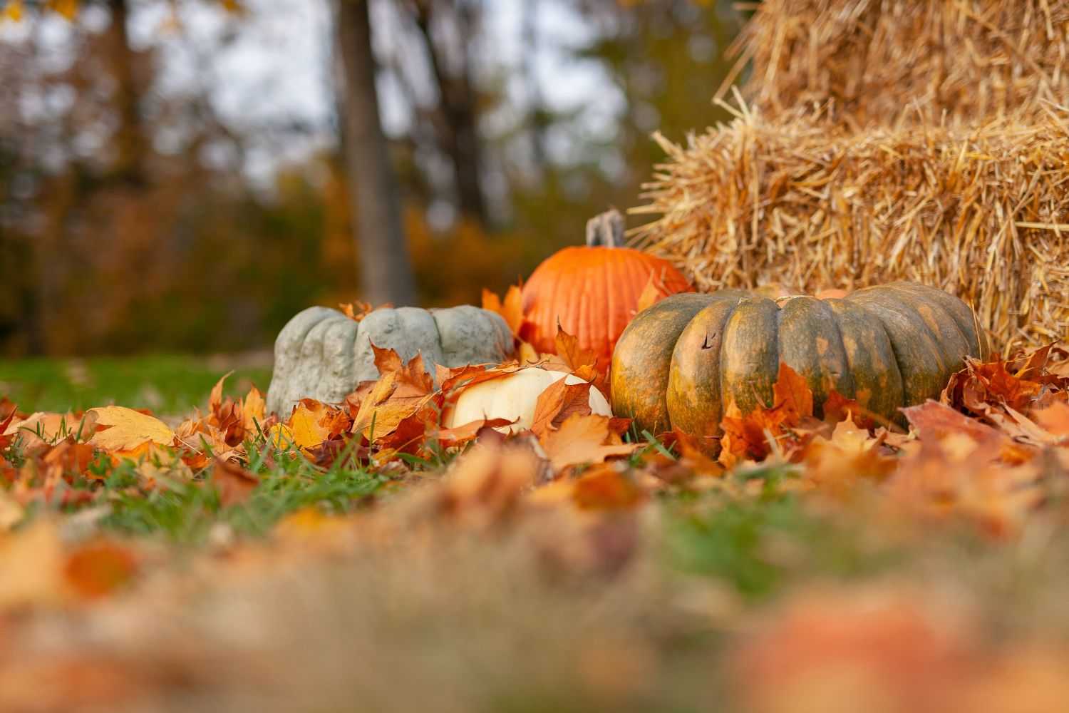 pumpkin on the ground