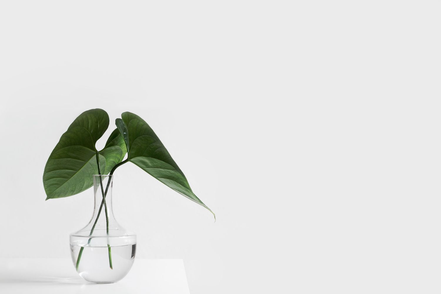 Simplicity Photography Examples
