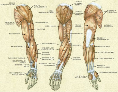 how many reps and sets to build muscle