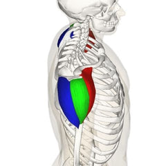 what are the shoulder muscles
