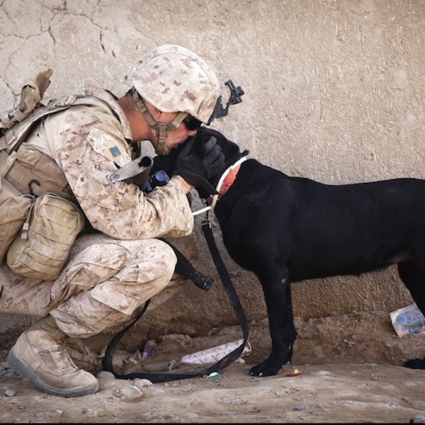 k9 veterans day: soldier kneels, embracing military working dog during deployment.