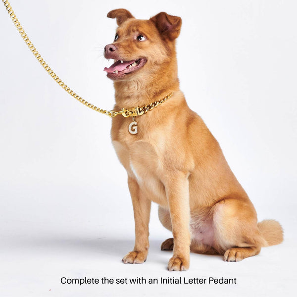 a medium sized dog wearing jewelry pendant bling tag for dogs