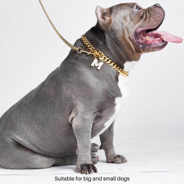 big dog pitbull, stafford terrier, bulldog wearing a gold cuban link collar chain, a cuban link leash and a bling jewelry initial letter pendant