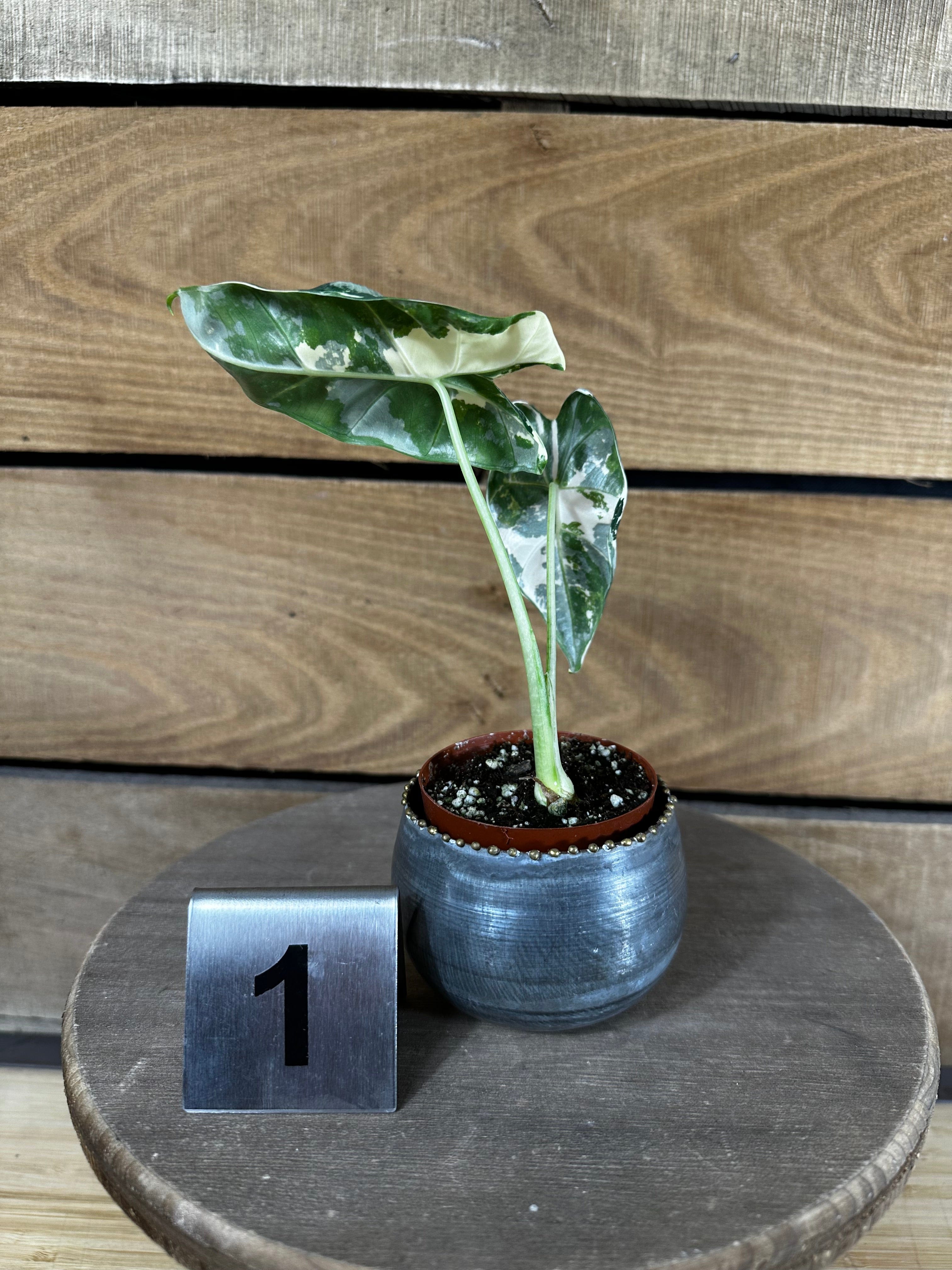 Alocasia Frydek Variegated - Pick Your Plant, 2