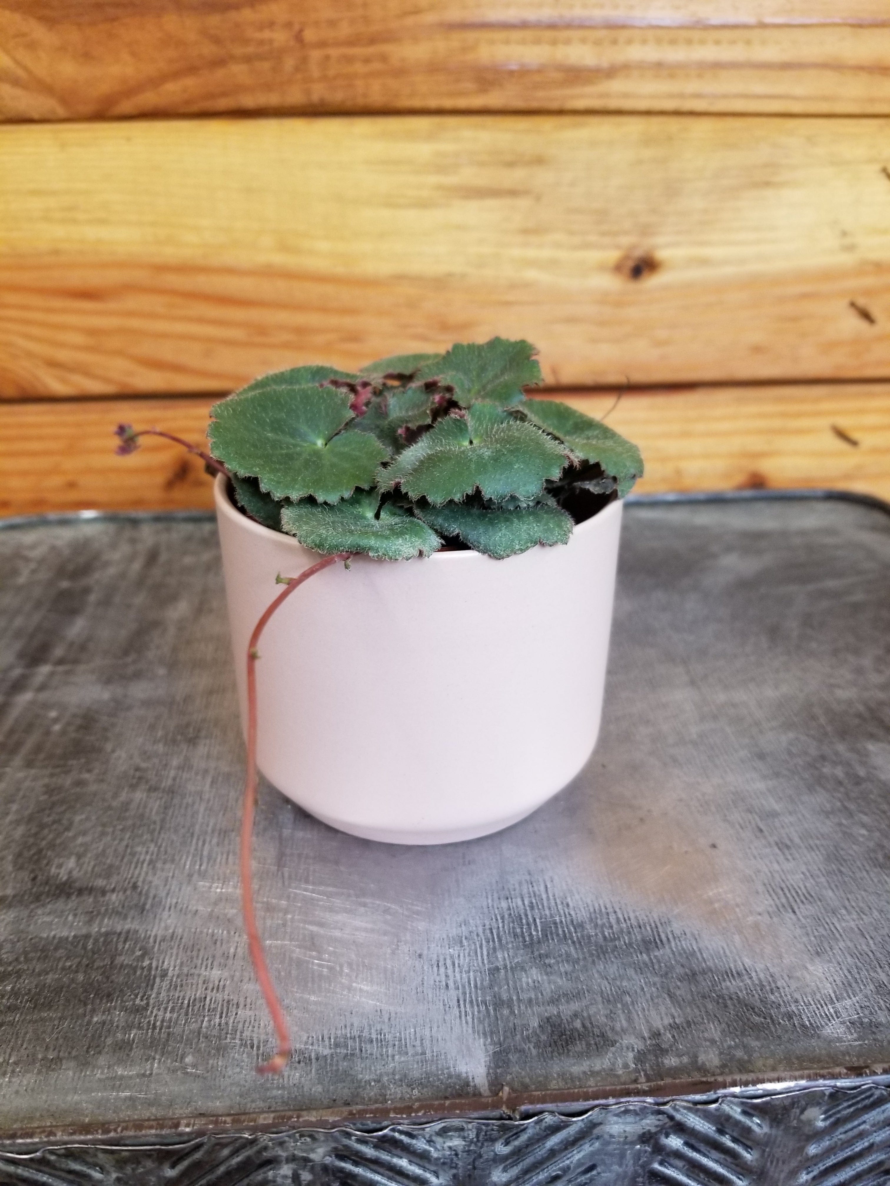 Begonia Strawberry Dark Form, 2