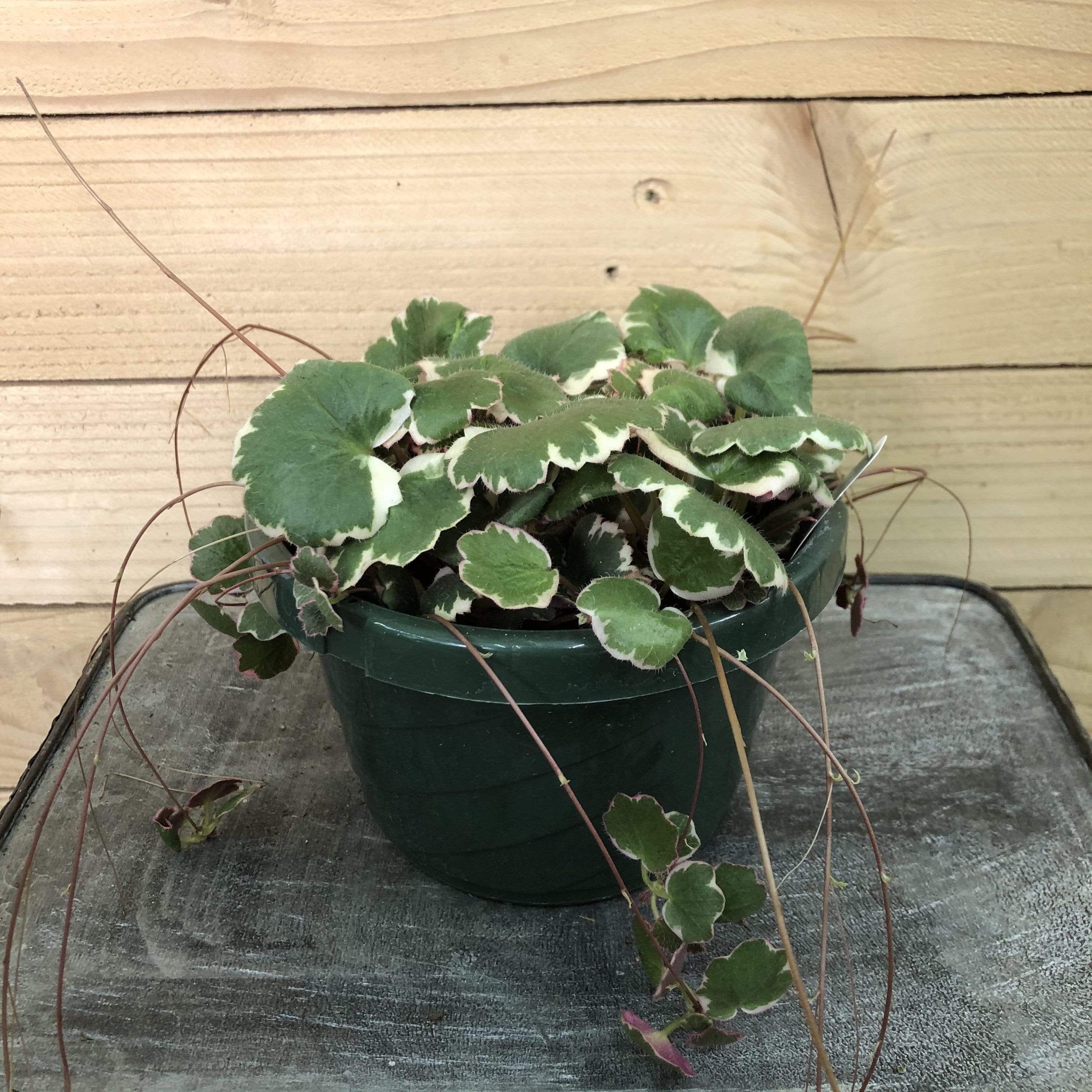 Begonia Strawberry Variegated, 6