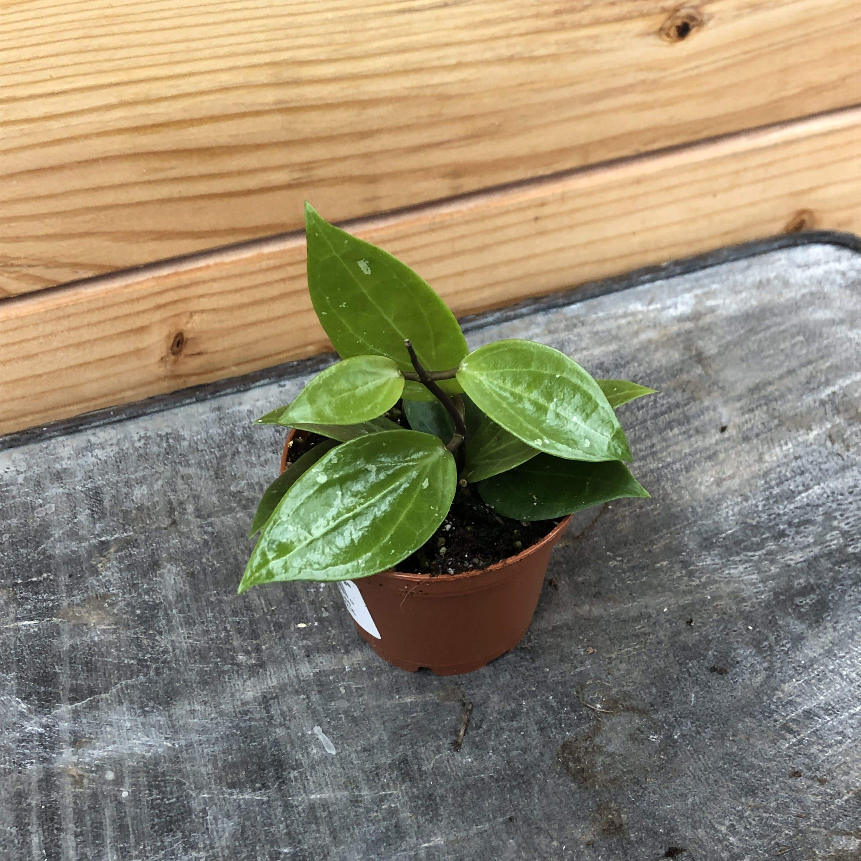 Hoya Limoniaca, 2