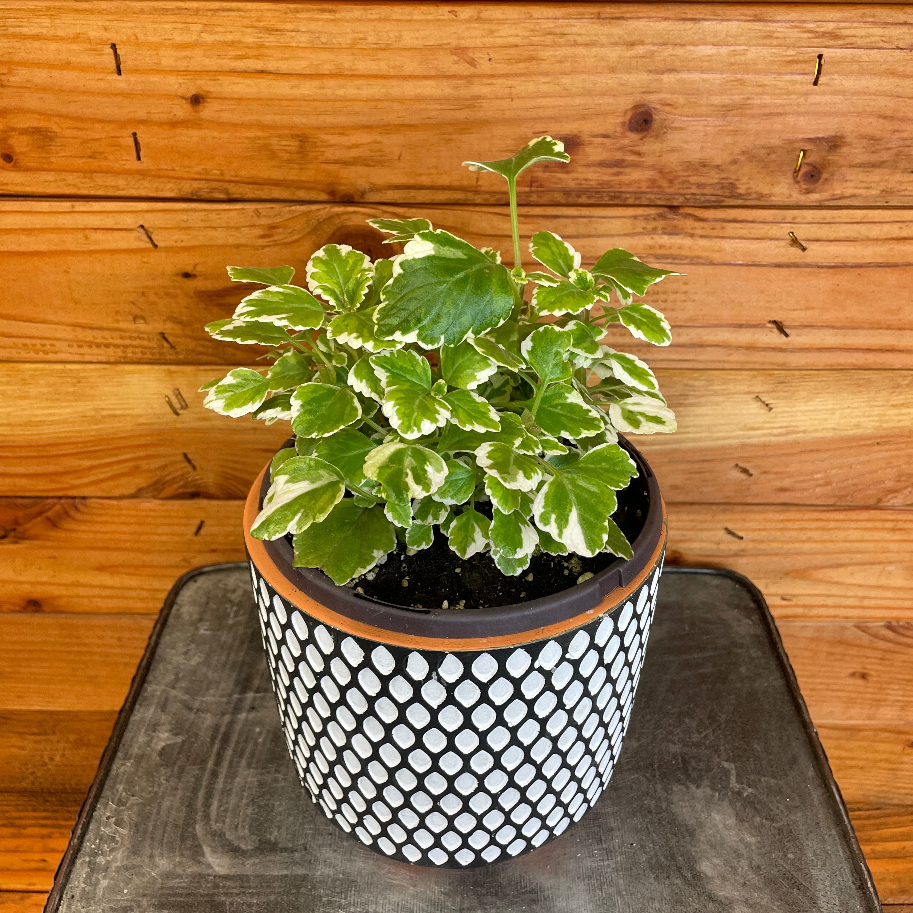 Plectranthus Swedish Ivy Mint, 6