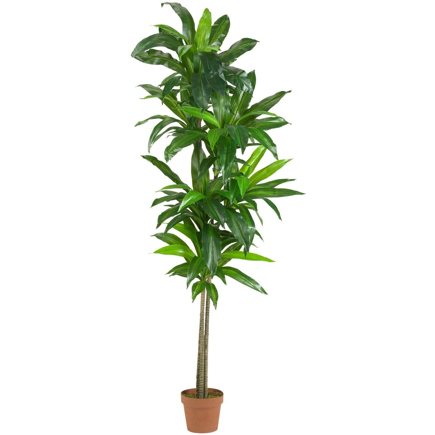 Green Dracaena Plant Indoor Outdoor Garden Summer Spring Theme Living Potted Flower Nature Leaf Gardens Office Entry Way