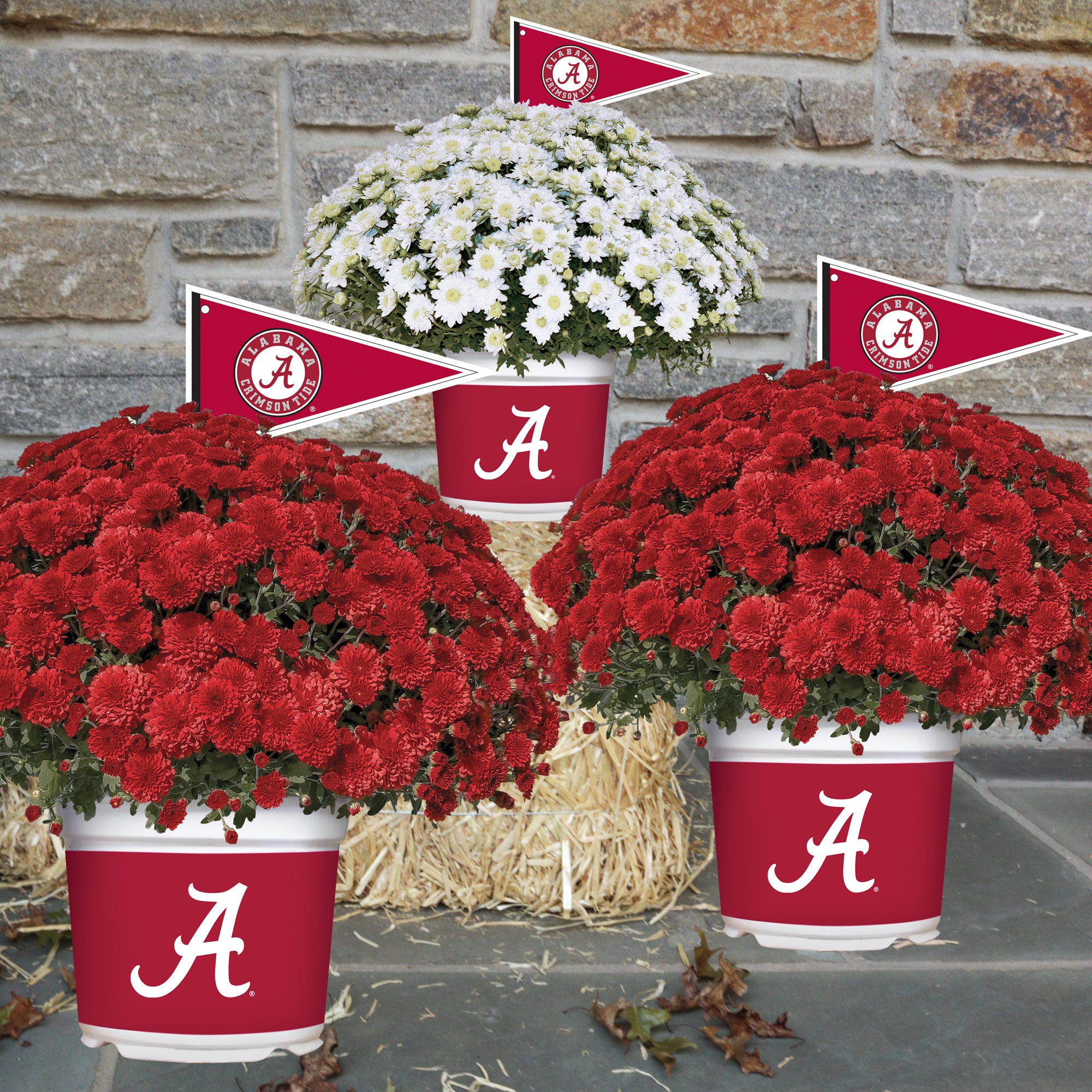 Alabama Crimson Tide<br>Team Color Mum