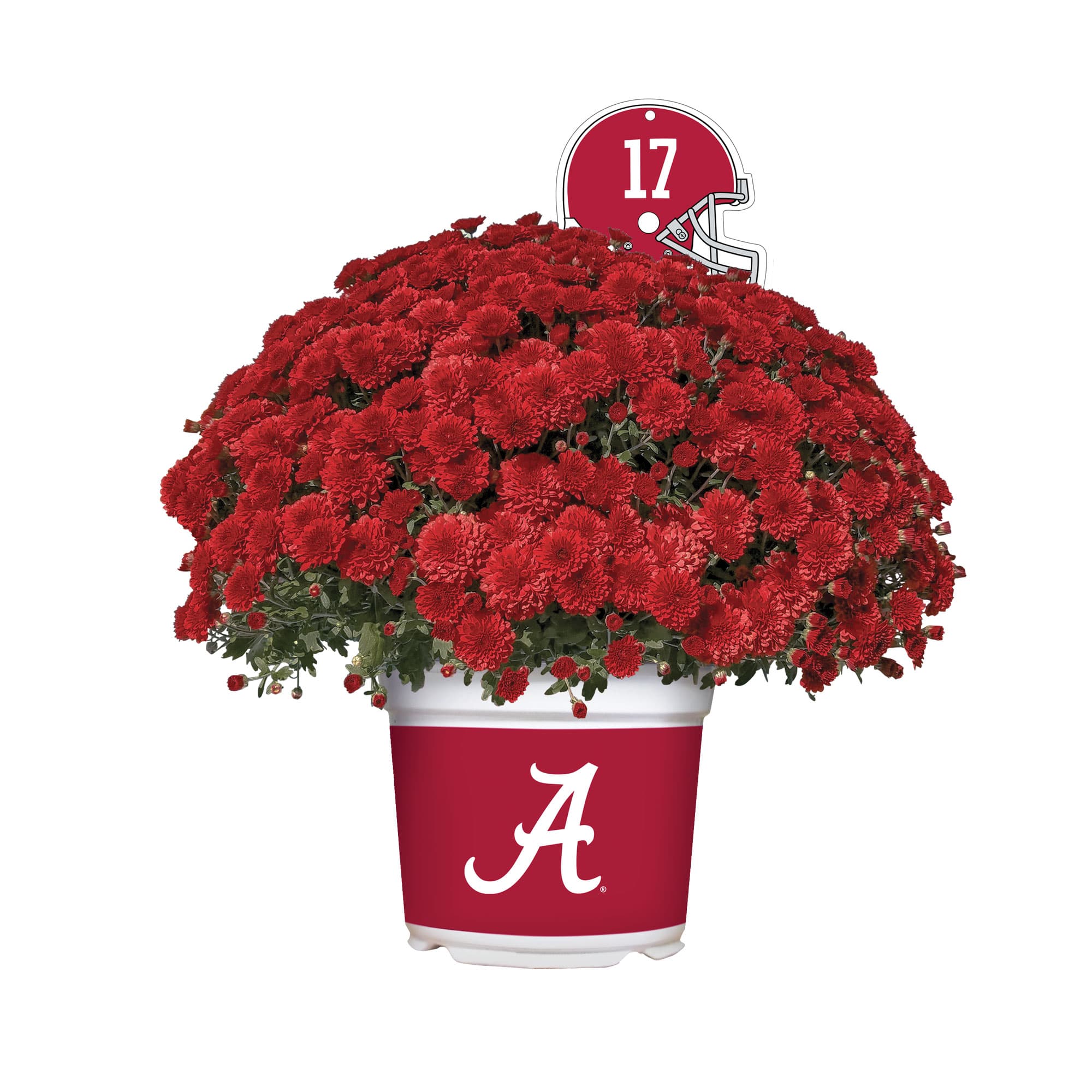 Alabama Crimson Tide<br>Team Color Mum