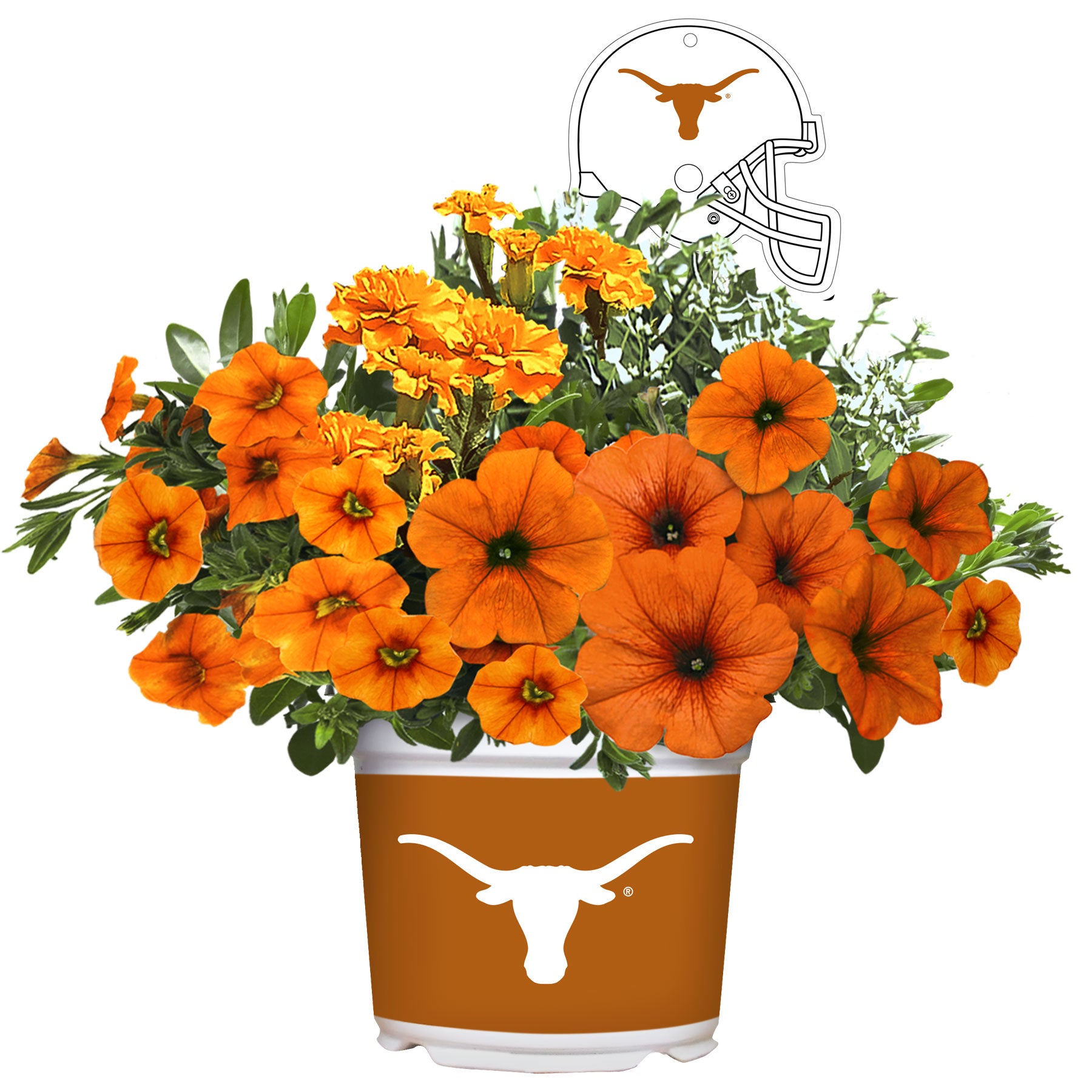 Texas Longhorns<br>Warm Weather Flower Mix