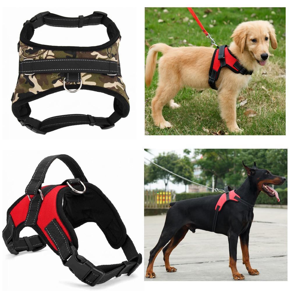 Pet Harness Collar Email Promo