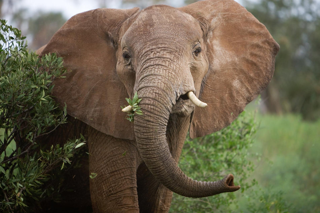 about the african elephants