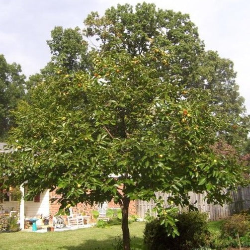 Fuyu Persimmon Tree