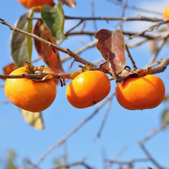 Fuyu Persimmon Tree