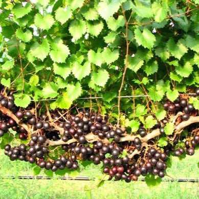 Muscadine Grape Vine