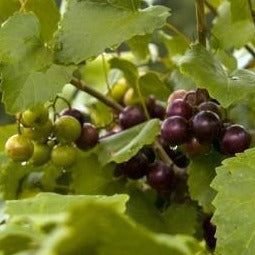 Muscadine Grape Vine