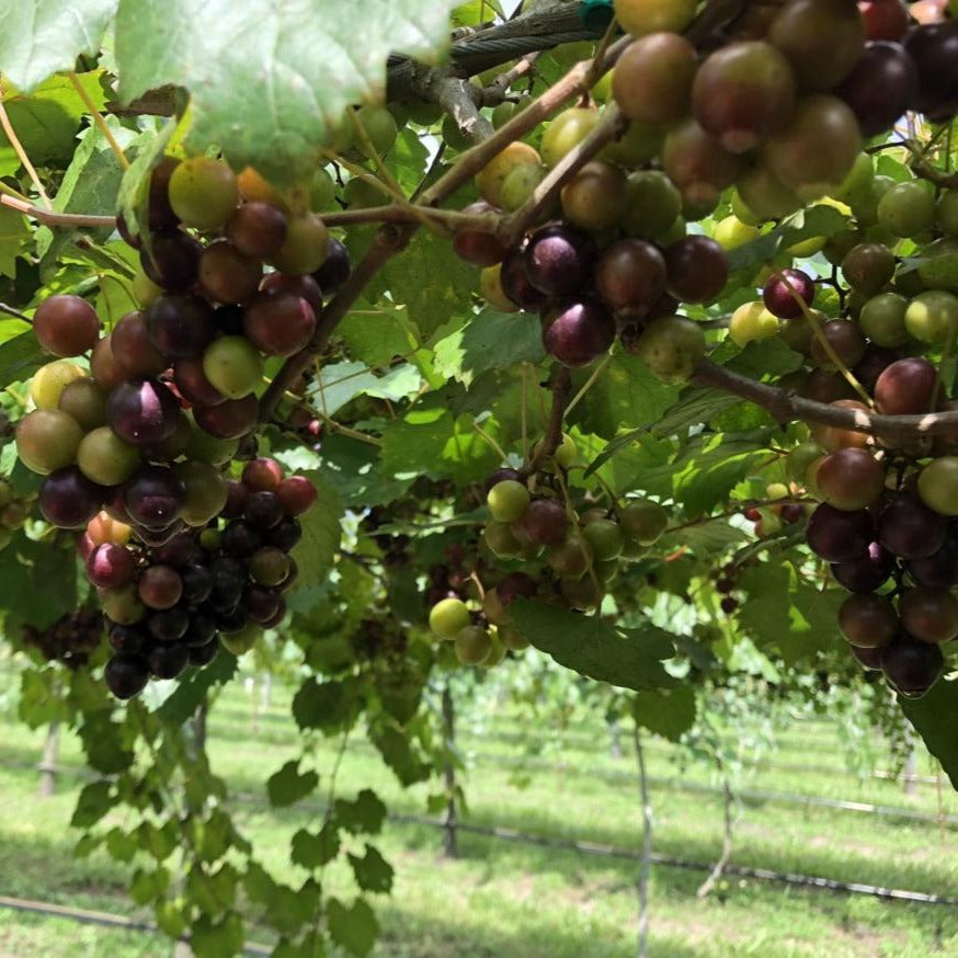 Muscadine Grape Vine