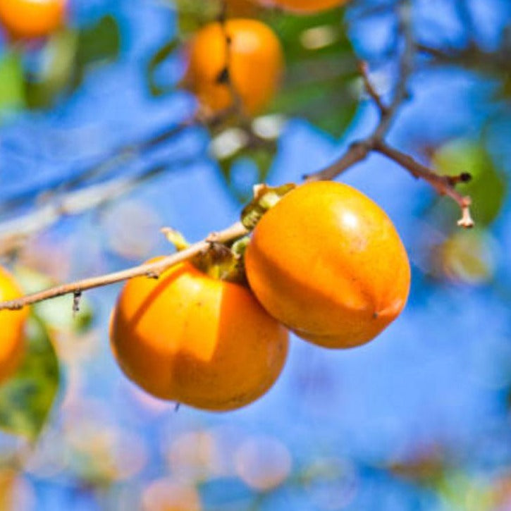 Fuyu Persimmon Tree