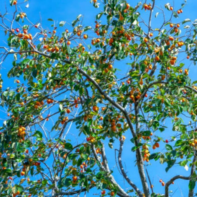 Fuyu Persimmon Tree