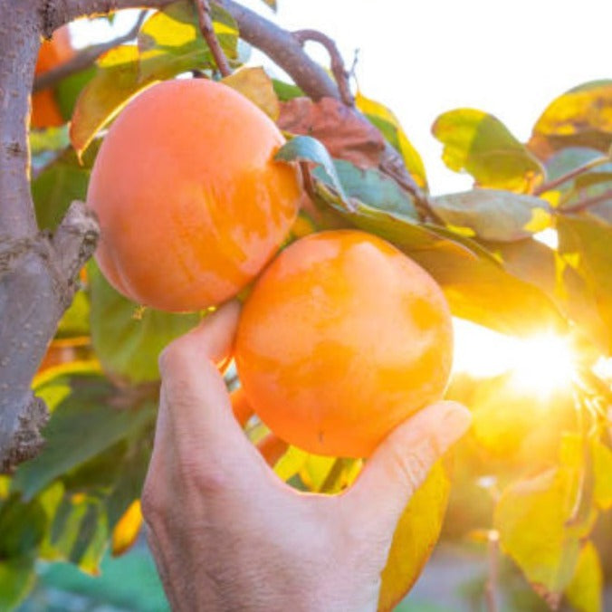 Fuyu Persimmon Tree