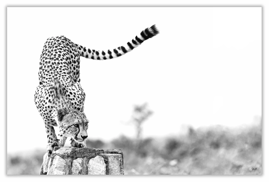 African Cheetah Art Print 23