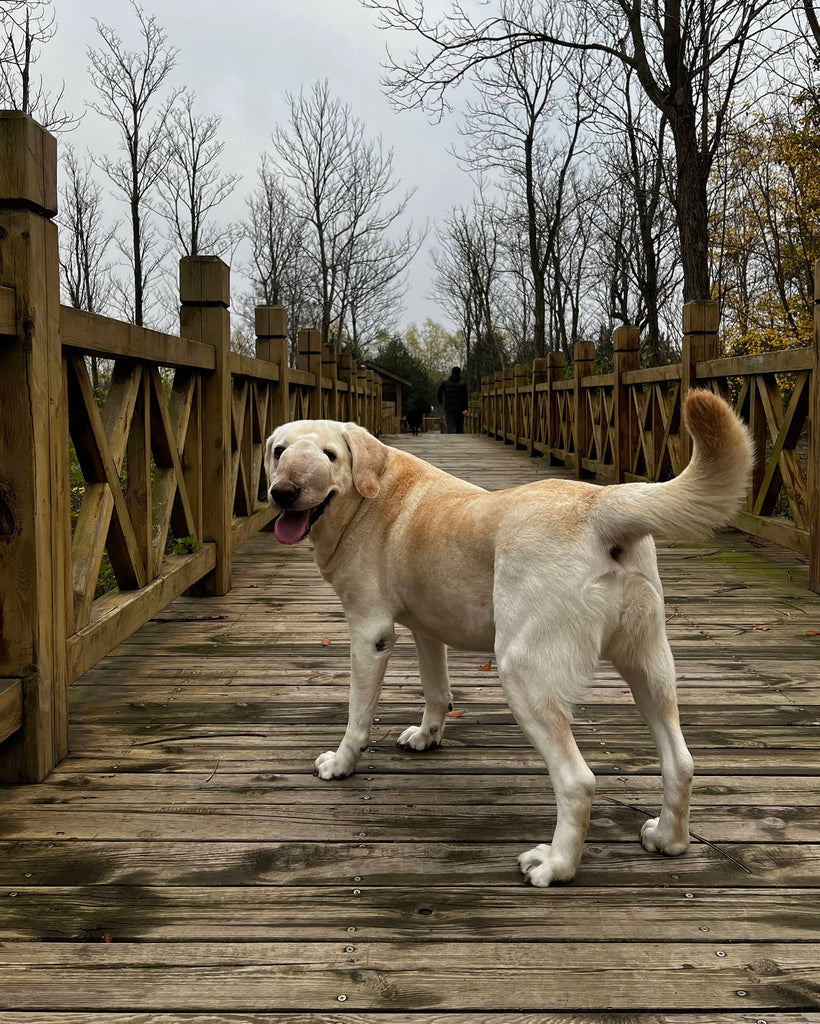 CHAI TIAN コミュニティ プロジェクト - TACTICAL GEEK