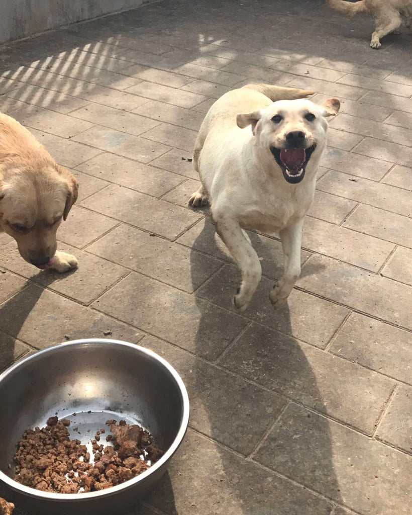 CHAI TIAN コミュニティ プロジェクト - TACTICAL GEEK