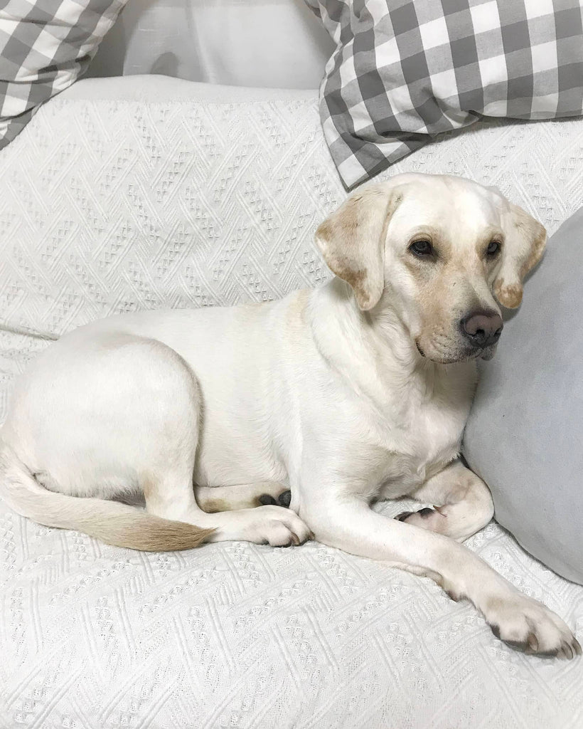 CHAI TIAN コミュニティ プロジェクト - TACTICAL GEEK