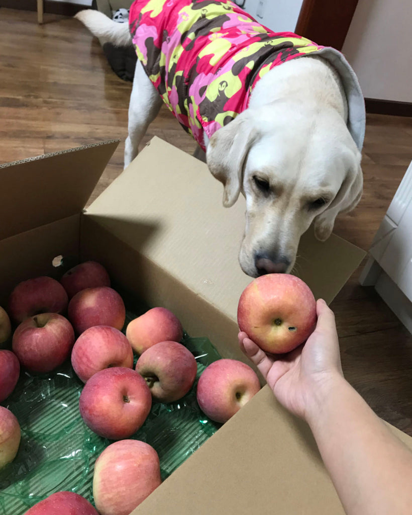 CHAI TIAN コミュニティ プロジェクト - TACTICAL GEEK