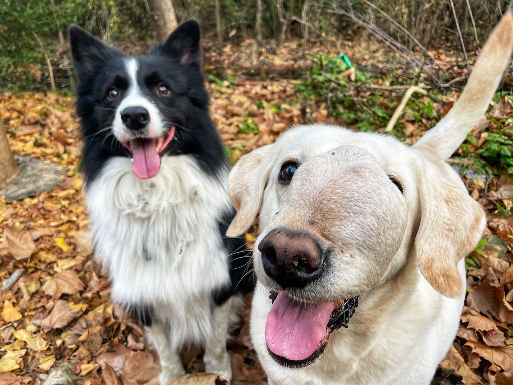チャイティアンコミュニティプロジェクト