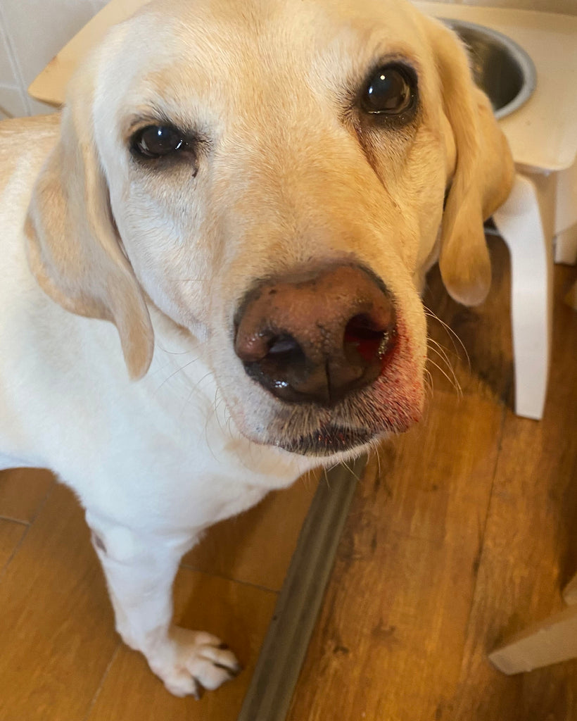 CHAI TIAN コミュニティ プロジェクト - TACTICAL GEEK