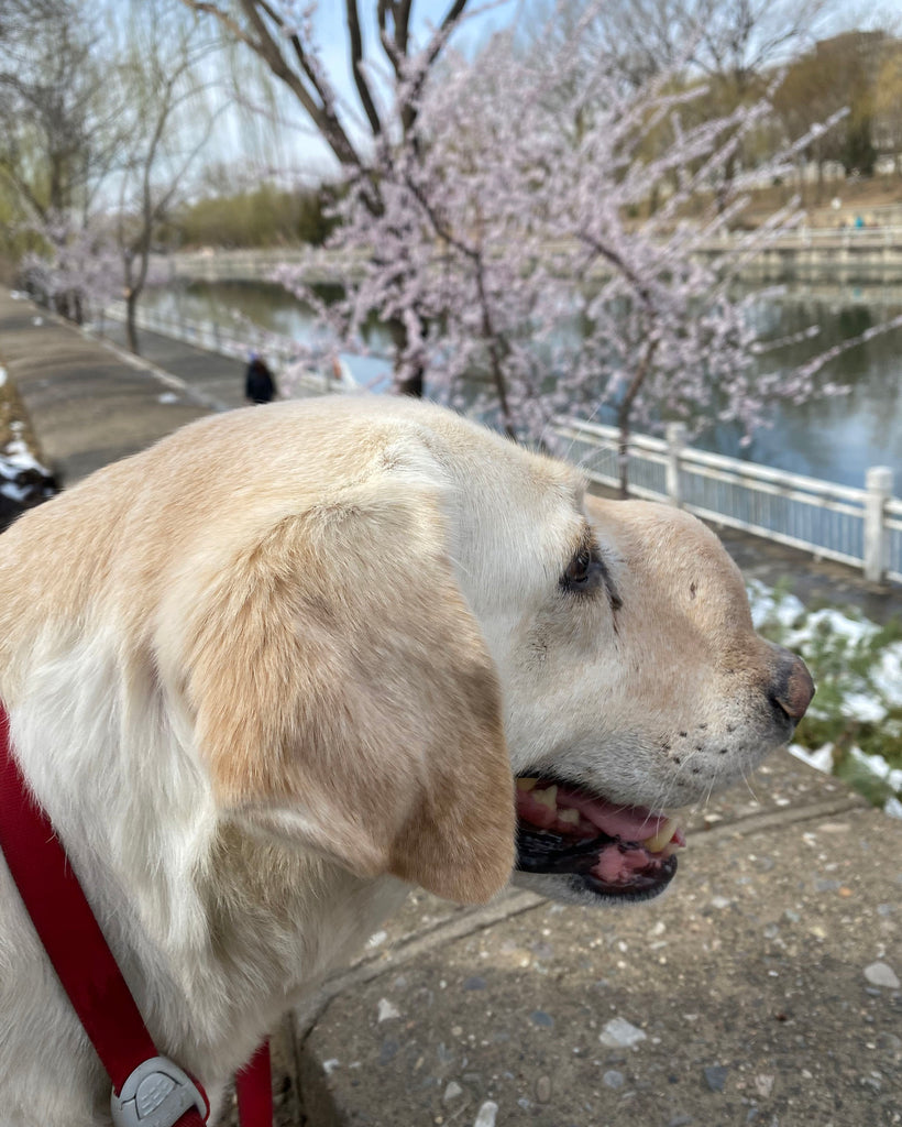 チャイティアンコミュニティプロジェクト