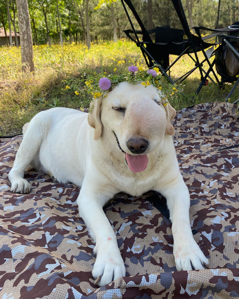 チャイティアンコミュニティプロジェクト