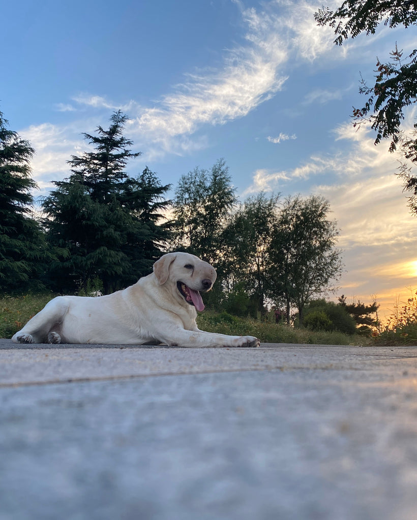 チャイティアンコミュニティプロジェクト