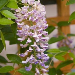 Wisteria, Summer Cascade? Wisteria