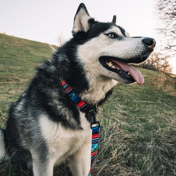 Coastal Wolfgang Man & Beast Quetzal Collar