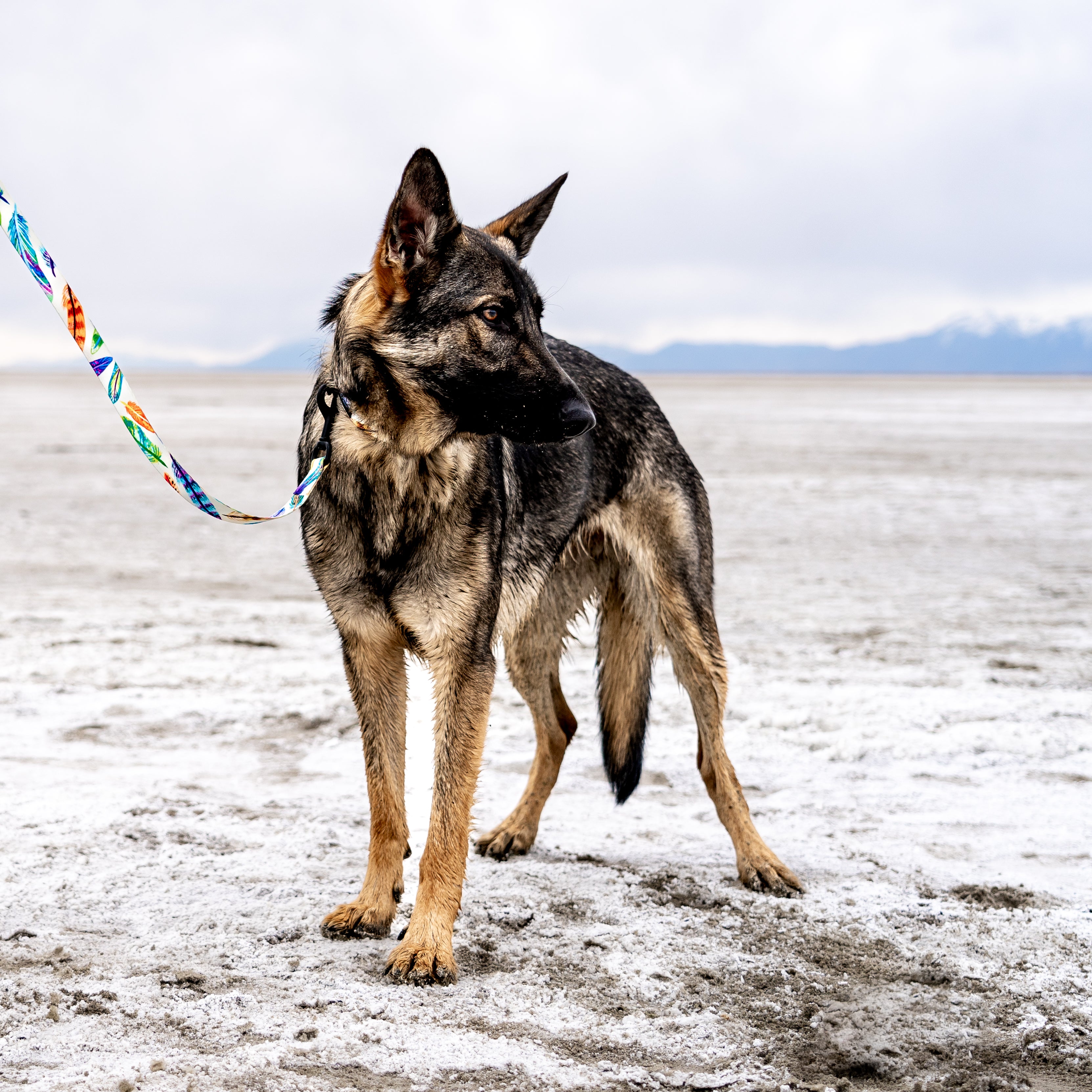 FeatheredFriend COMFORT DOG HARNESS