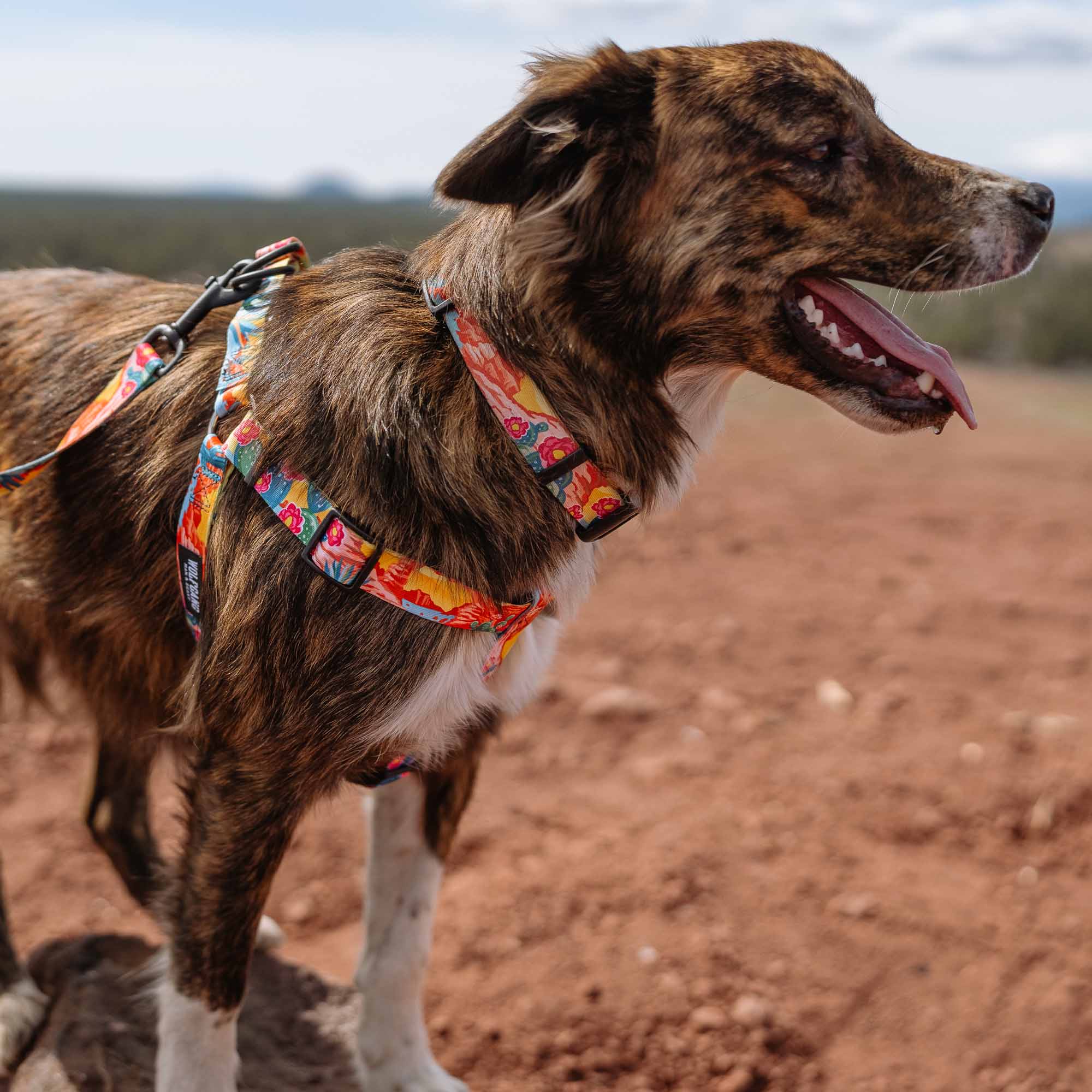 PackLeader COMFORT DOG HARNESS