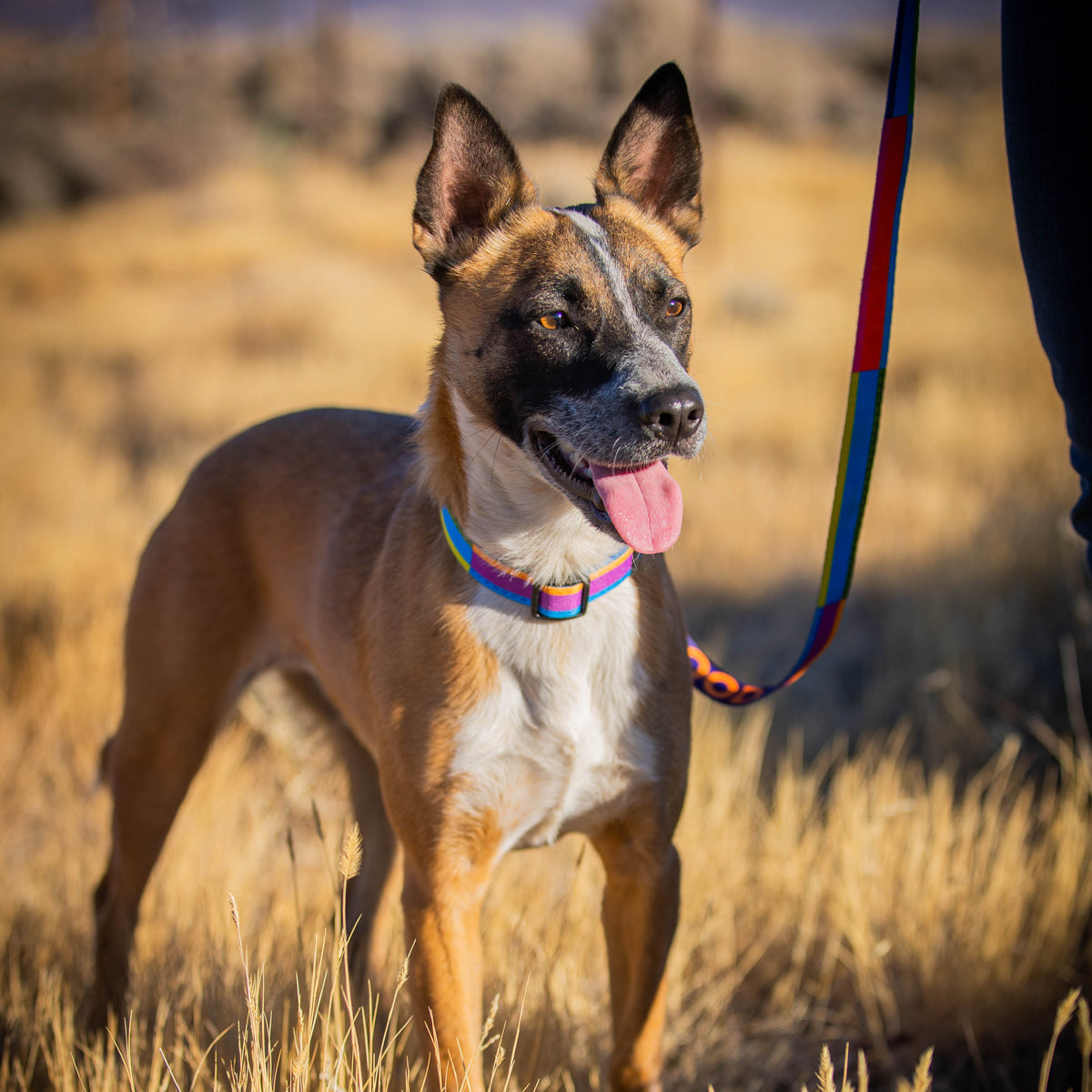 GoodDog DOG COLLAR