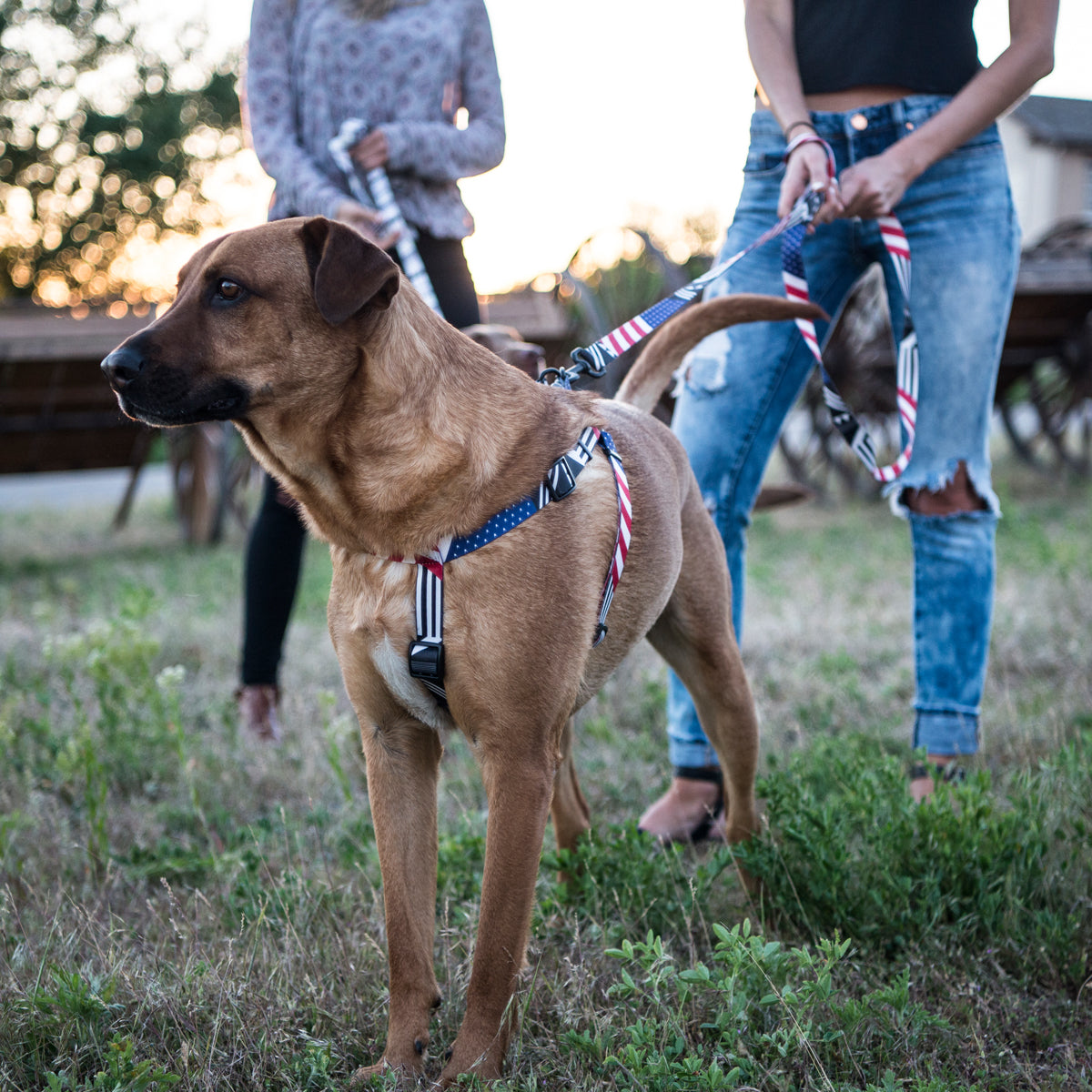 PledgeAllegiance COMFORT DOG HARNESS