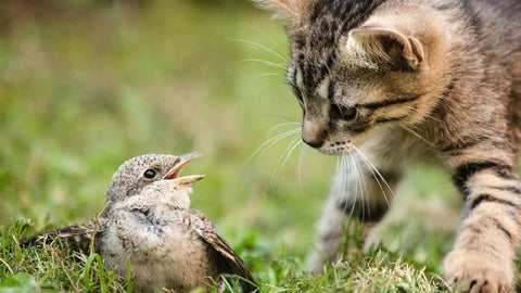 Sometimes cats will catch prey that cannot be eaten in one bite, such as larger voles or birds.