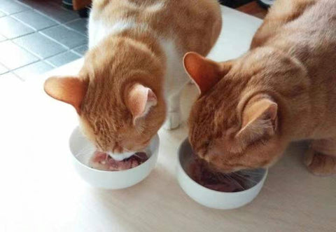 gatos balançam a cabeça quando comem