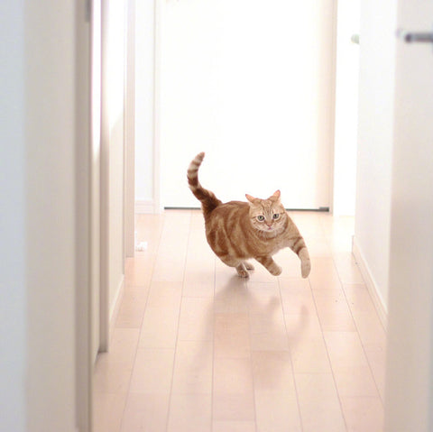 Quão rápido um gato pode correr o mais rápido possível?
