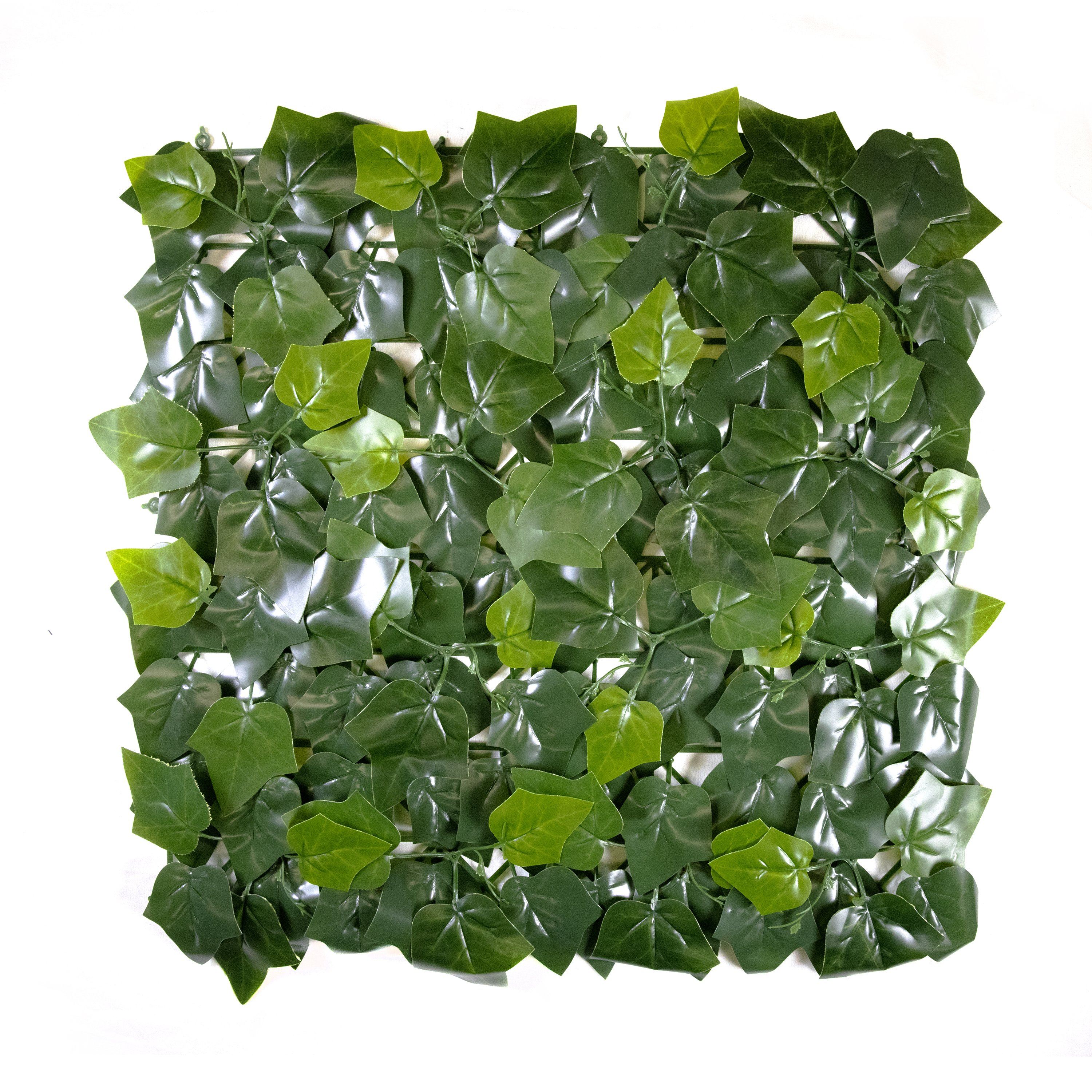  Sweet Potato Leaves (12-Pack) 